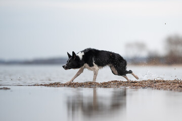 A black and white Border Collie dog sprints quickly through the shallow water of a sea. Splashes of...