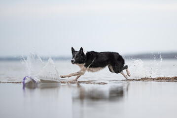 A black and white Border Collie leaps dynamically across the shallow water. Splashes of water erupt...