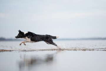 A beautiful, agile Border Collie with black and white fur is seen running and splashing through the...