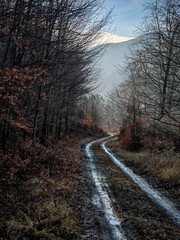 A muddy double-track road winds through leafless winter woods on the lower slopes of Zobó-hegyese,...
