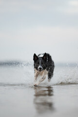 A black and white Border Collie energetically runs through shallow seawater along a beach. Splashes...