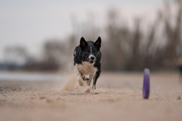 Energetic Border Collie dashes across the sand, heading straight to catch a thrown frisbee on a...