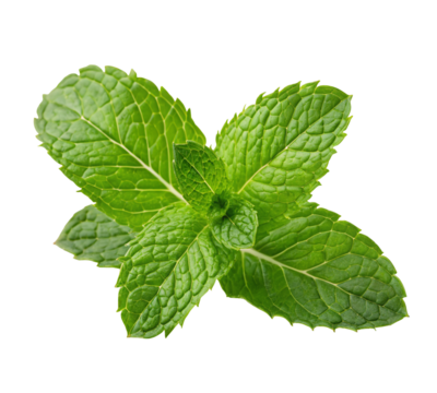 Fresh green mint leaves isolated on black background depicting herbal freshness and aroma
