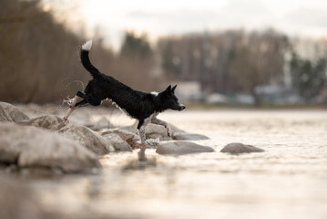 A black and white Border Collie leaps from rock to rock into the water, with its tail raised and splashing around it during golden hour at the coast