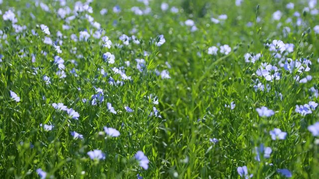 Close-up of blooming flax swaying in the wind on a sunny day. Blue flax flowers.