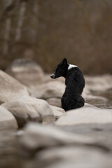 A black and white Border Collie sits perched on light-colored rocks along the shoreline, seemingly contemplating the view of the sea on a cloudy, overcast day