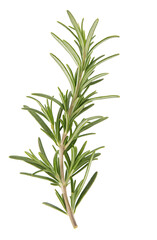 Fresh rosemary sprig isolated on transparent background with soft green and fragrant leaves