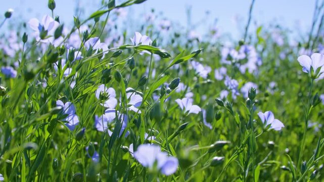 Close-up of blooming flax swaying in the wind on a sunny day. Blue flax flowers.