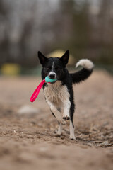 Black and white Border Collie dog runs happily on a beach, holding a teal ball toy with a pink...