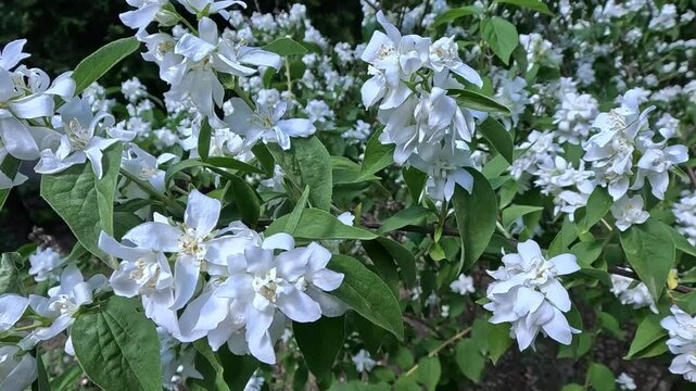 Blooming white flowers of Mock Orange or Jasmine in the garden