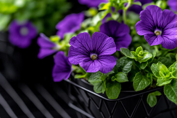 Purple flowers blooming in a geometric planter on a textured surface