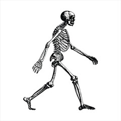 Walking skeleton is depicted in a vintage illustration, isolated on white background