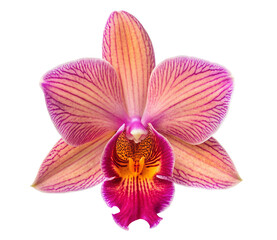Fototapeta premium Vibrant pink and orange orchid flower with detailed petal patterns isolated on a white background