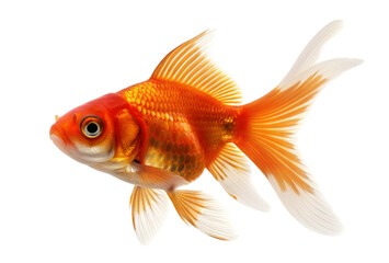 Bright orange goldfish isolated on white background gracefully showcasing its flowing fins