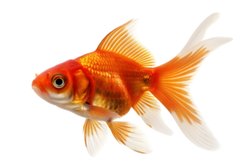 Bright orange goldfish isolated on white background gracefully showcasing its flowing fins
