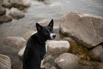 A wet black and white Border Collie sits among rocks near the sea. The dog is looking off to the...