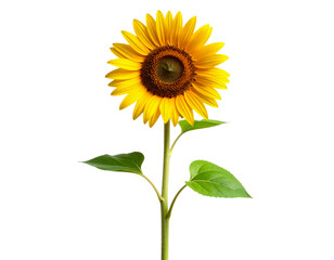 Minimalist Single Sunflower Stem with Leaf, isolated on transparent background