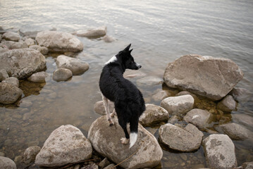 A black and white Border Collie stands on large rocks at the edge of the Sea. The dog gazes out...
