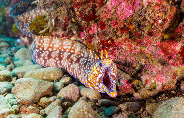 Underwater coral reef with fish