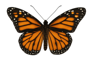 Fototapeta premium Monarch butterfly spreading delicate wings, revealing vivid orange patterns against clean transparent backdrop