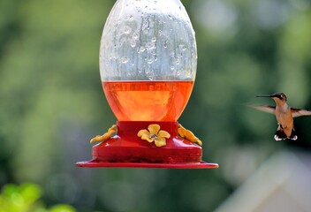 hummingbird at feeder