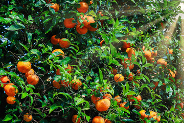 Ripe oranges hanging on trees basking in warm sunlight in a natural orchard setting in Italy. 