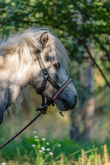 Vertical portrait of a close-up of the head and neck of a gray pony grazing outdoors, illuminated by the sun.