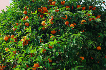 Abundant ripe oranges hanging on a lush green tree with vibrant leaves in a natural Italian...