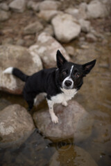 A black and white Border Collie stands on rocks in shallow water. The dog looks directly at the viewer. The water edges a rocky coastline in Ireland
