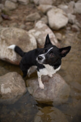 A black and white Border collie stands on rocks in shallow water. The dog is looking up and to the left, its expression curious. The water appears to be near the sea