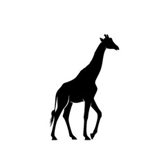 A Striking Silhouette of a Giraffe Walking Gracefully Against a White Background