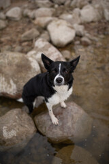 Black and white Border Collie stands on rocks partially submerged in water. The dog appears alert and interested in something off-camera within a rocky, natural landscape