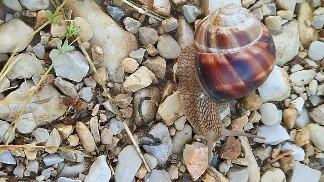 Sortie d'un escargot turc apr&egrave;s la pluie d'un orage