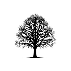 Fototapeta premium Black Silhouette of a Large Mature Tree with Bare Branches Against a White Background