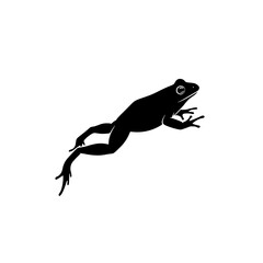 Silhouette of a Frog Leaping Mid Air with Its Legs Extended