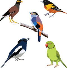A vibrant collection featuring five distinct and colorful bird species commonly found in Asia, particularly in regions like Bangladesh.