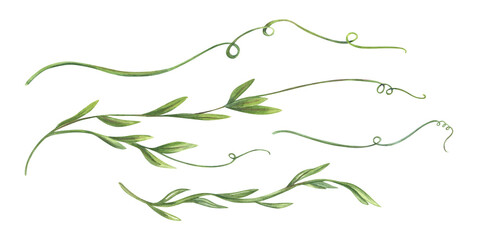 Curling vine shoots with tender tendrils watercolor illustration set isolated background. Hand painted green plant clip art for for wedding stationery, nursery decor, organic product packaging © Masha_tolk_art