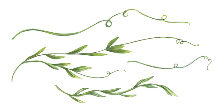 Curling vine shoots with tender tendrils watercolor illustration set isolated background. Hand painted green plant clip art for for wedding stationery, nursery decor, organic product packaging
