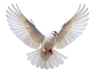 White Dove in Mid-Flight with Wings Fully Spread, isolated on transparent background