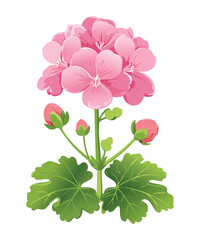 Elegant Pink Geranium Plant with Buds and Leaves