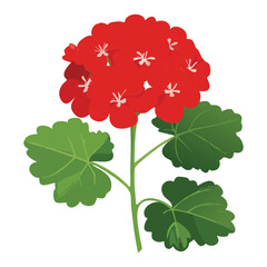 Bright Red Geranium Flower with Lush Green Foliage