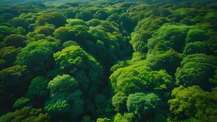 green forest in the mountains