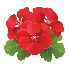 Vivid Red Geranium Bush with Green Foliage