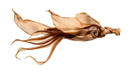Japanese dried squid isolated on a white background