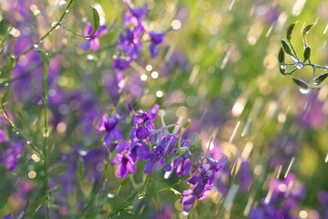 Violet wild flowers with flying rain drops on summer green background with backlight in sun light.