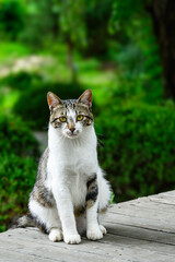 공원 길에서 만난 길 고양이