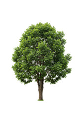 A large deciduous tree with vibrant emerald green leaves and a thick deep brown trunk, isolated on a transparent background with diffused lighting and no shadows, showcasing natural perfection