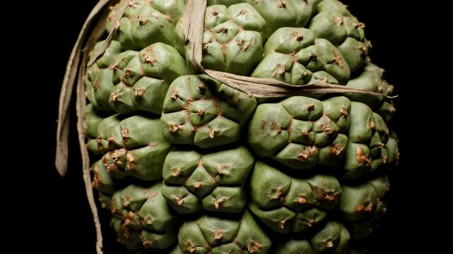 Green Unripe Pandanus Fruit Rotating in Close-Up With Sharp Focus, Showing Compact Clustered Segments and Spiky Texture, Exotic Botanical Specimen Concept