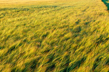 Long yellow wheat stalks sway as light summer breeze blows over field of grain crops. Golden abstract harvest background.