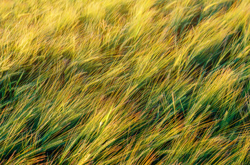 Yellow and green spikelets of wheat in the field tilted by wind. Abstract background of harvest of ripening grain crops.